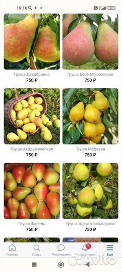 Саженцы груш