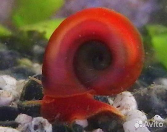 Улитка катушка красная и милания