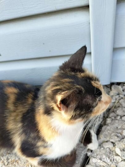 2 кошки. Милых