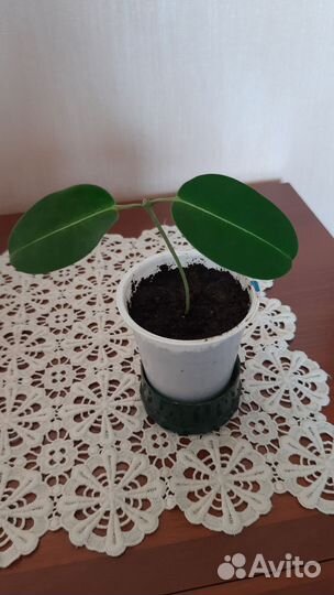 Стефанотис