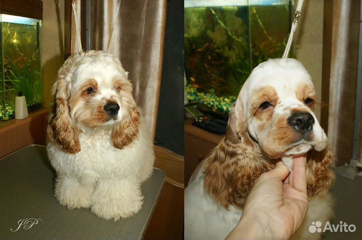 Стрижка спаниелей и средних собак
