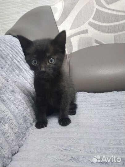 Чёрный кот на удачу)