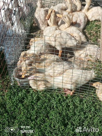 Утки, муларды подрощенные