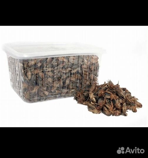 Замороженные сверчки (банановые)