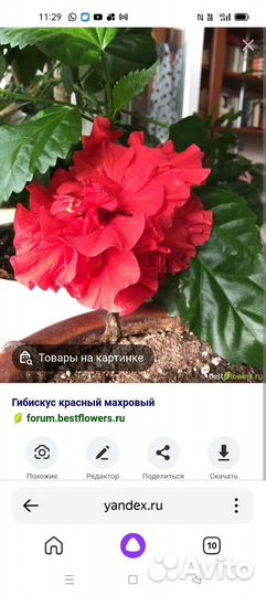 Гибискус китайская роза