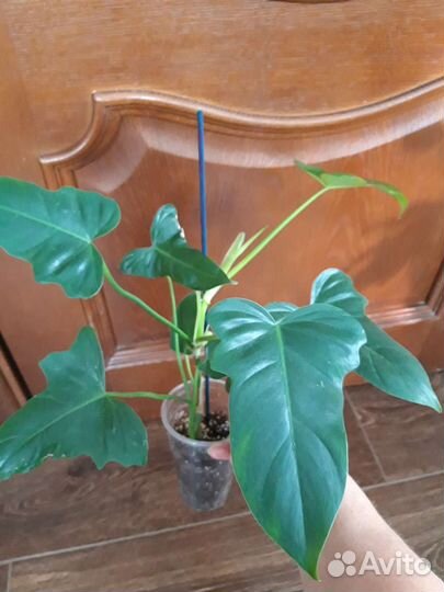 Филодендроны