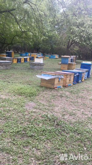 Мед натуральный,Майский,Акация