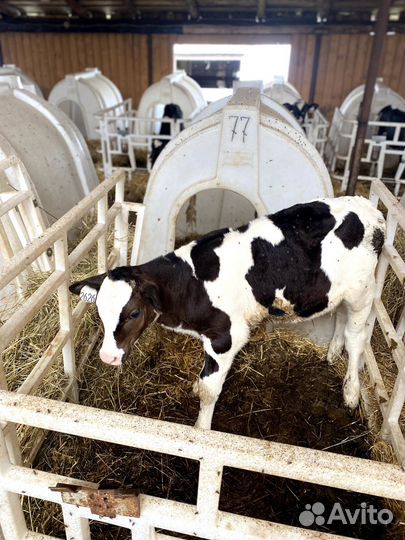 Бычки и телята