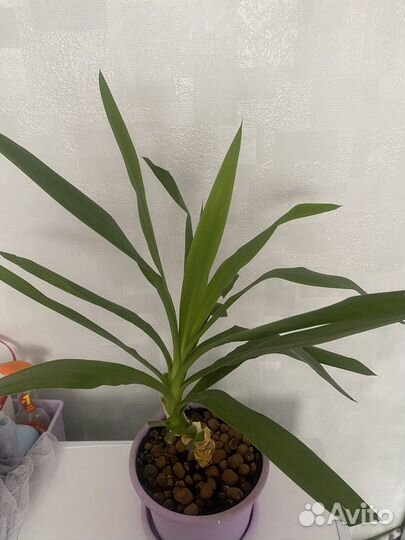 Комнатные растения цветы юкка