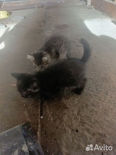 Котята в добрые руки мальчики