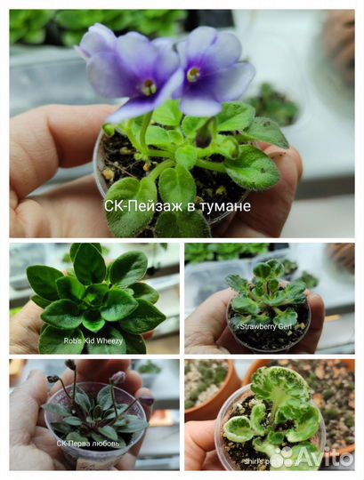 Фиалки миниатюрные и микромини