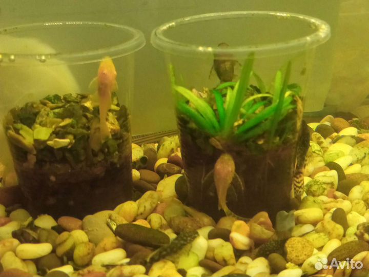 Аквариумные рыбы