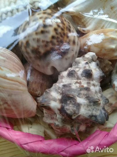 Набор ракушек подарочный