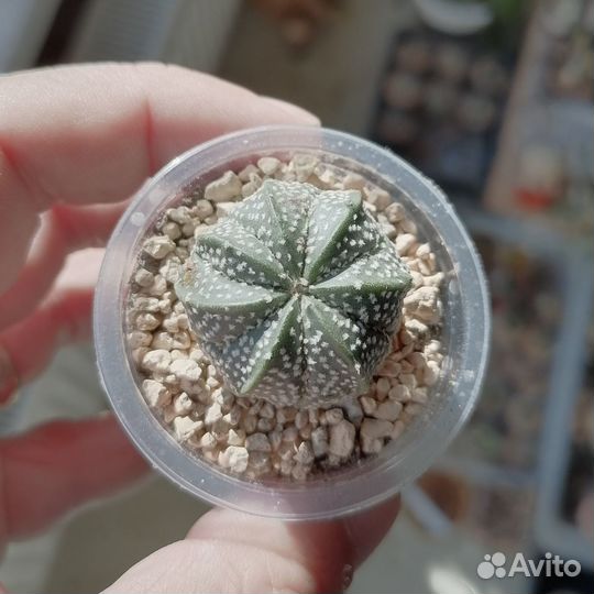 Астрофитум Astrophytum