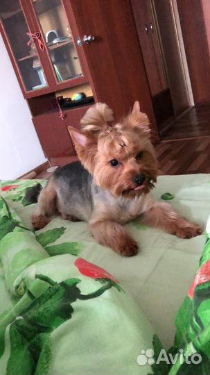 Случка собак