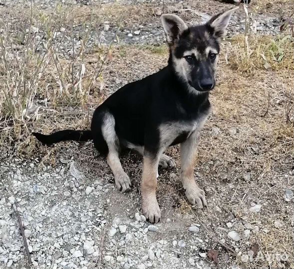 Щенок не крупной собаки