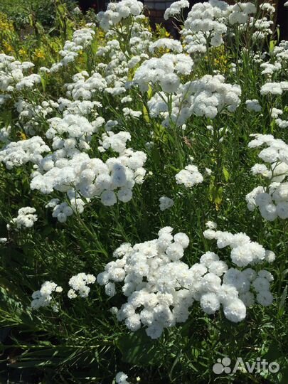 Флоксы, гипсофила. Неприхотливые многолетники