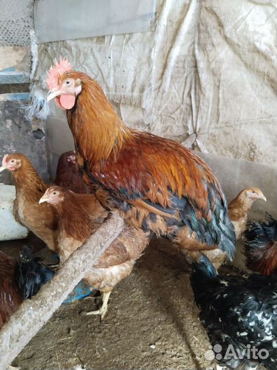 Продам петушков