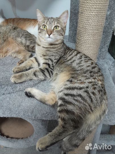 Кошечка Шпротинка