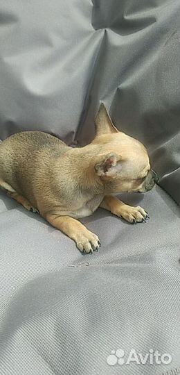 Той-терьер щенки