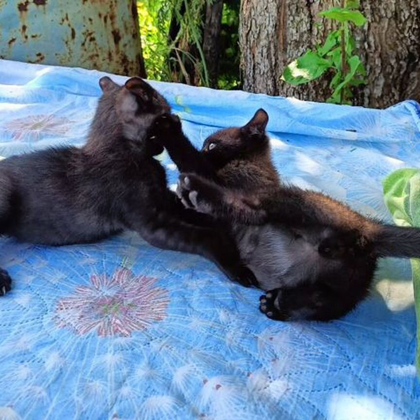 Кошки в добрые руки бесплатно