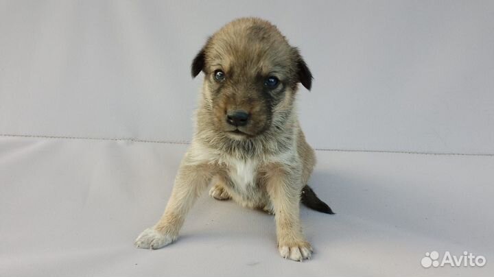 Щенки от мамы Хаски