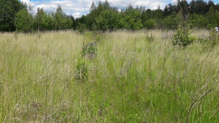 Участок 12 сот. (СНТ, ДНП)