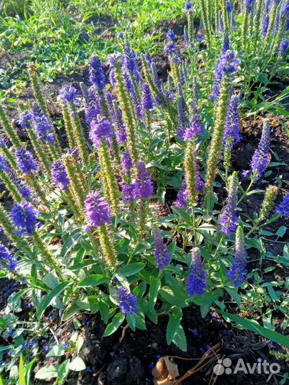 Шалфей дубравный вероника гортензия ясколка ирисы