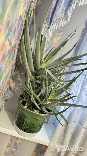 Комнатные цветы алоэ