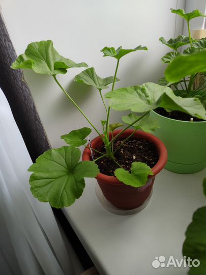 Пеларгония герань гибридная