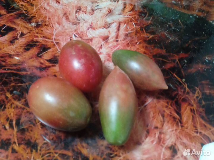 Помидоров семена