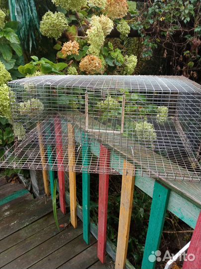 Клетки для перепелов бу