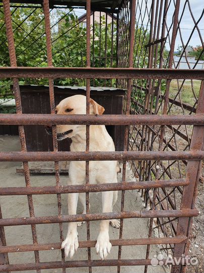 Отдам в добрые руки