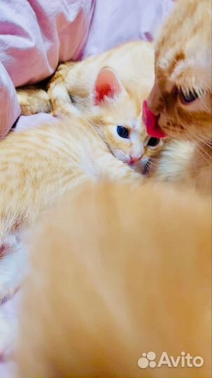 Рыжий котенок мальчик