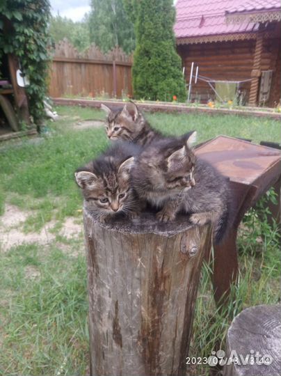 Котенок
