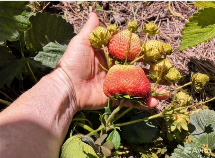 Момордика, клубника, гибискус, гортензия