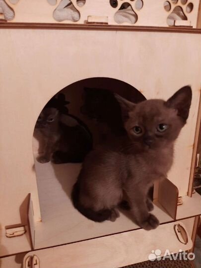 Бурманские котята