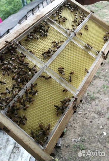 Сушь для пчел