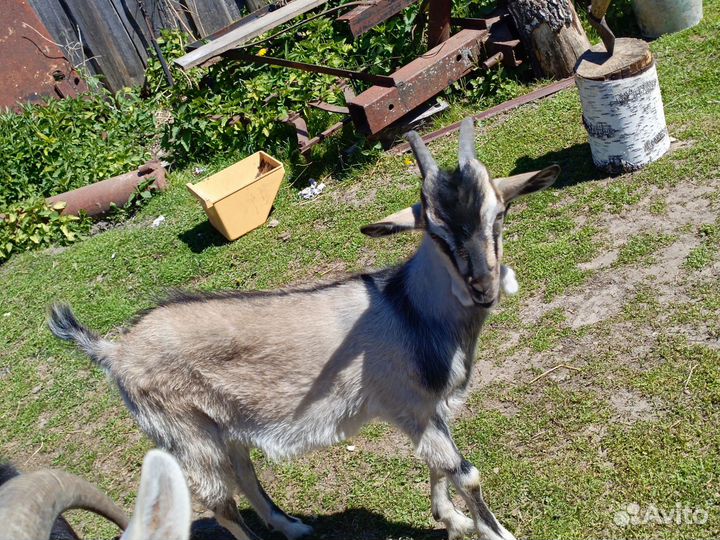 Козлята 5 месячный