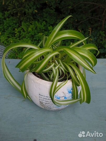 Хлорофитум кудрявый