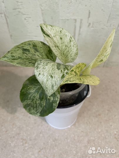 Сциндапсус