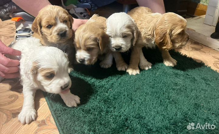 Щенки кокер спаниеля