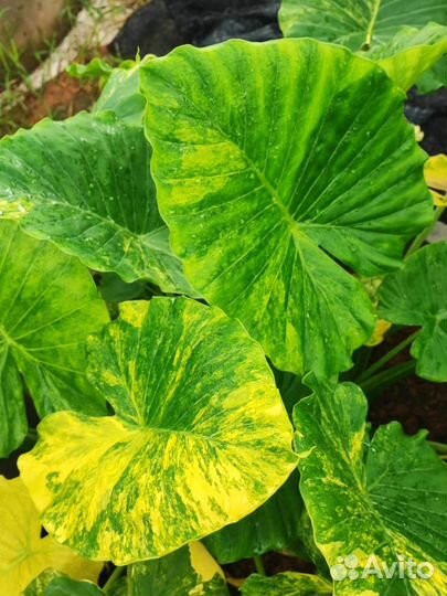 Алоказия гагеана вариегатная