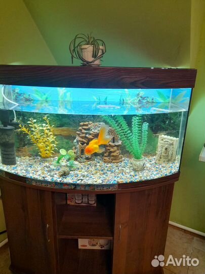 Аквариум