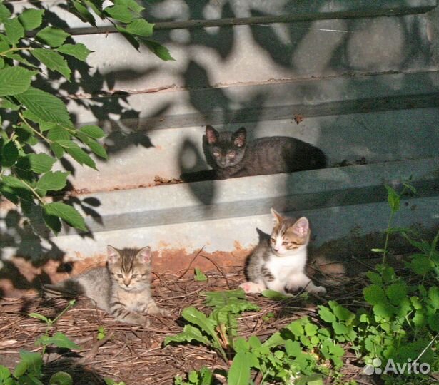 Котята в добрые руки