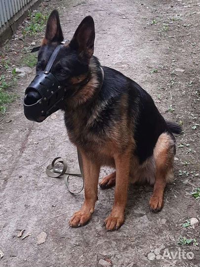 Вязка. Немецкая овчарка