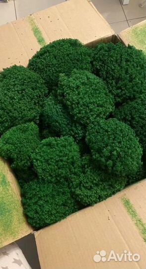 Стабилизированный мох без иголок,без корешков
