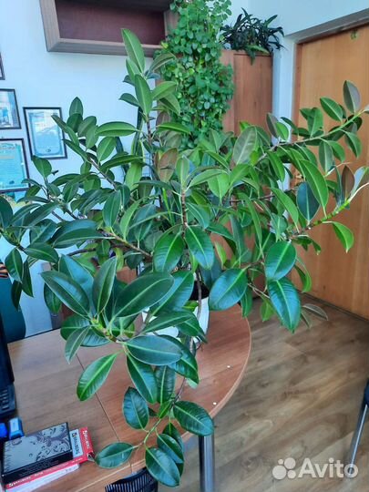Фикус эластика мелани