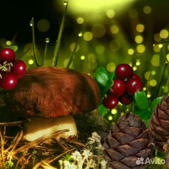 Грибной тур на авто из Петрозаводска,Карелия