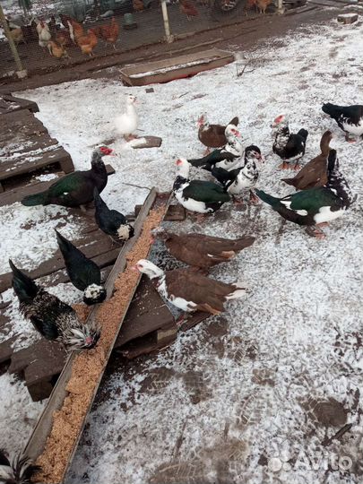 Утки и куры Кучинской породы